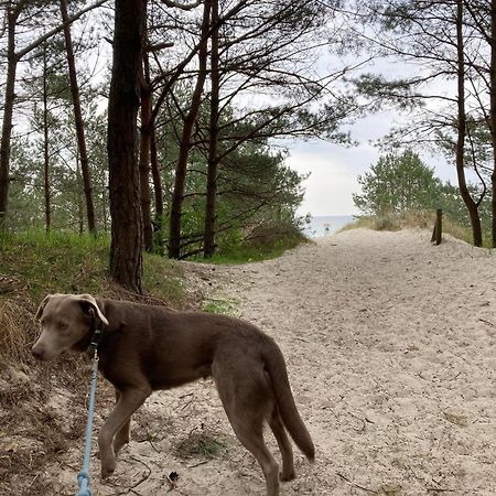 Reet Am Strand Mit Hund Karlshagen 外观 照片