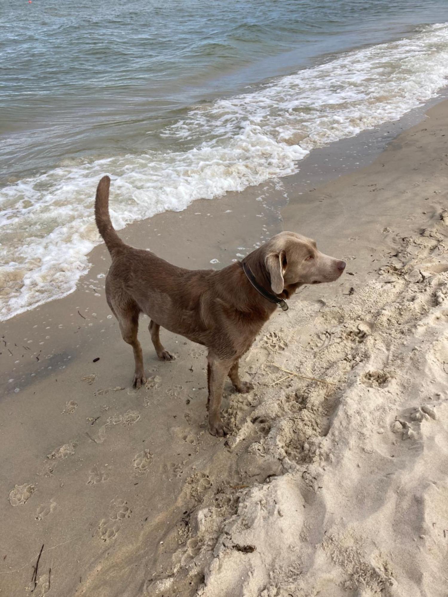 Reet Am Strand Mit Hund Karlshagen 外观 照片