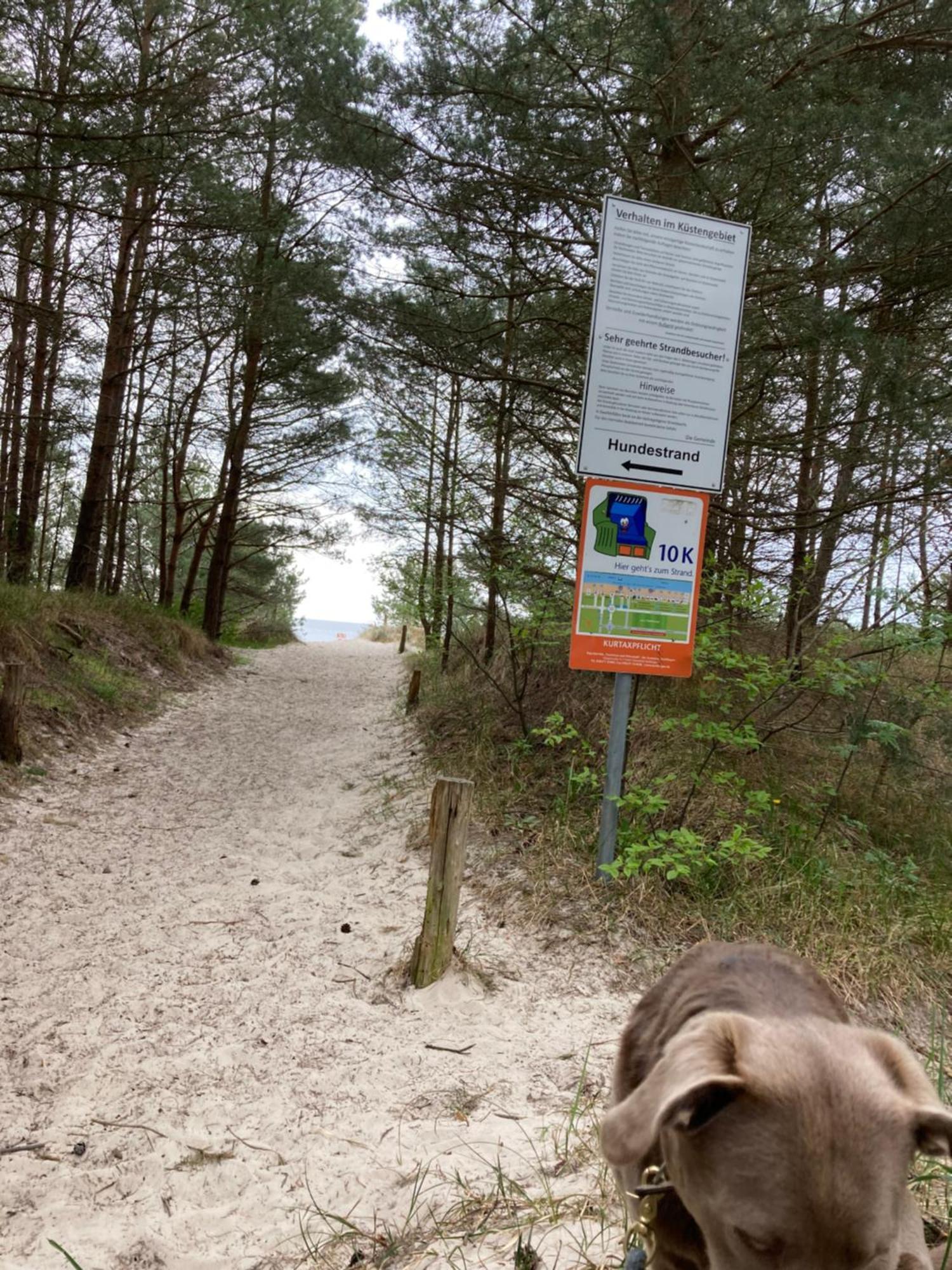 Reet Am Strand Mit Hund Karlshagen 外观 照片