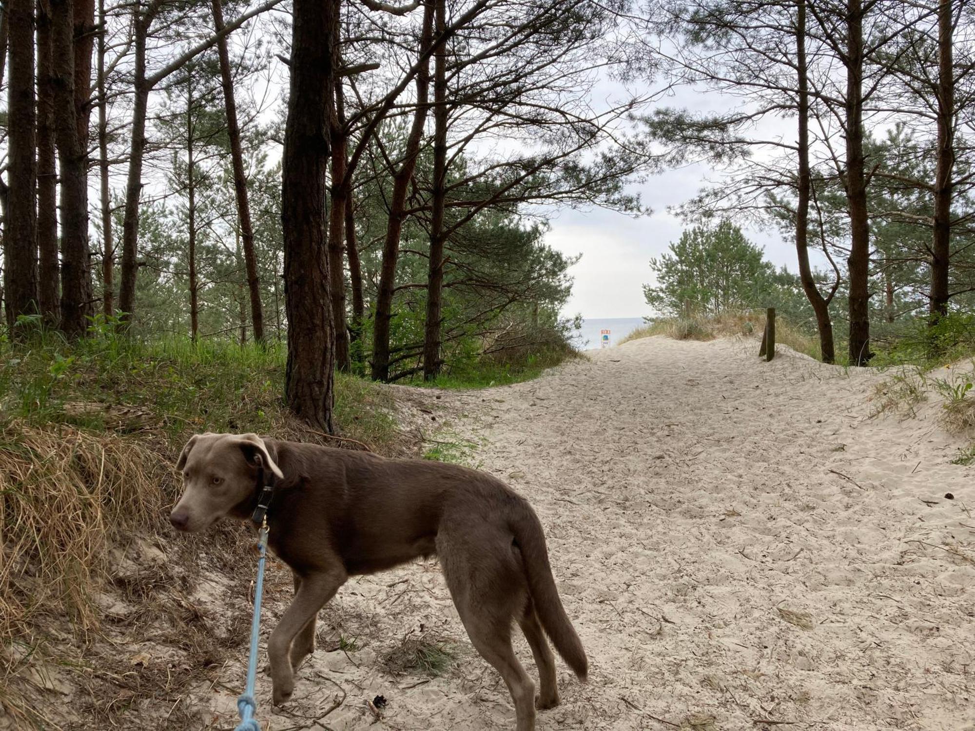 Reet Am Strand Mit Hund Karlshagen 外观 照片