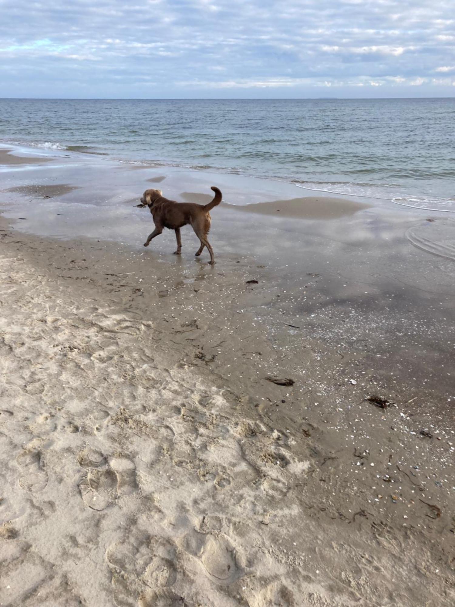 Reet Am Strand Mit Hund Karlshagen 外观 照片