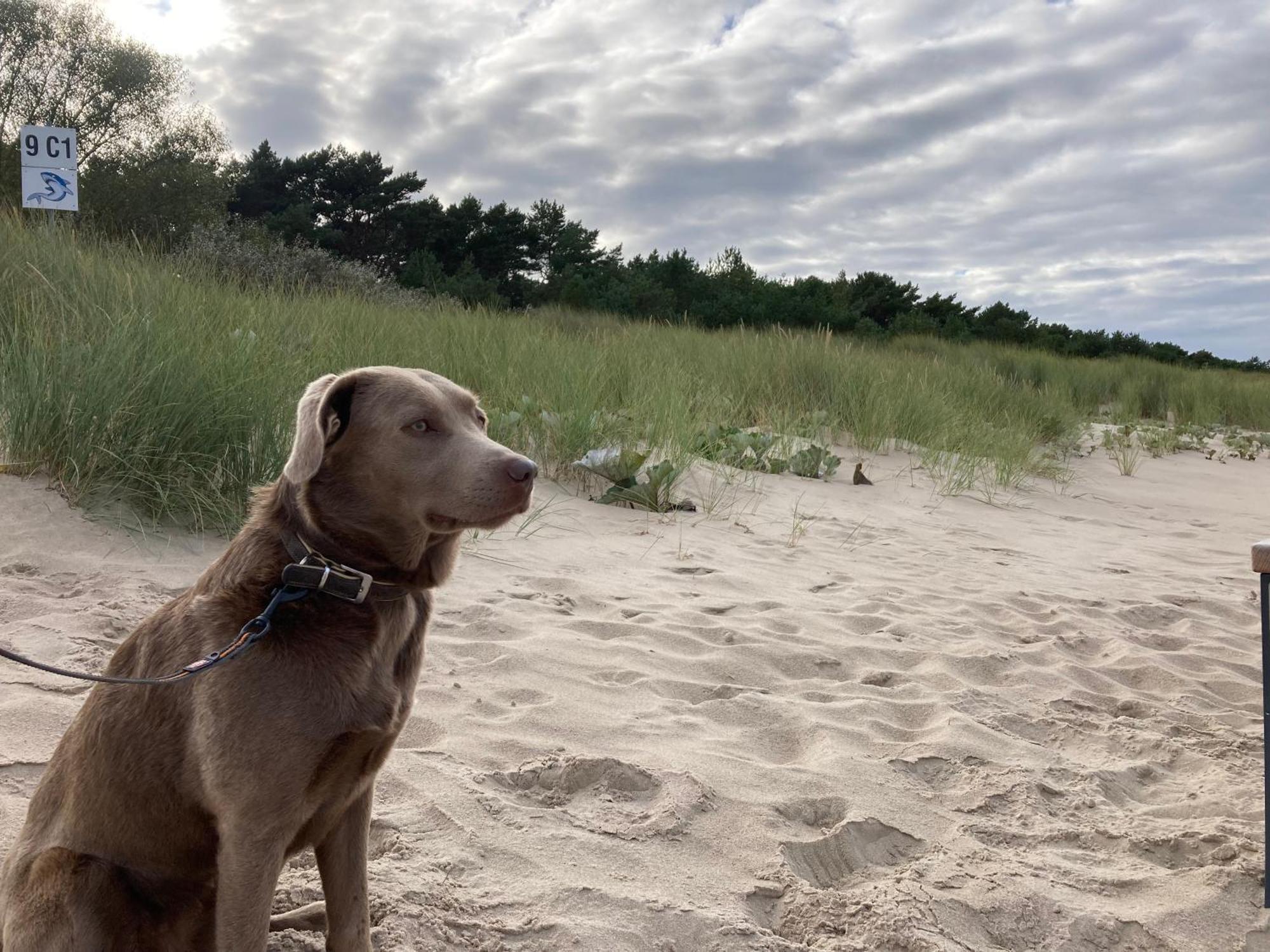 Reet Am Strand Mit Hund Karlshagen 外观 照片