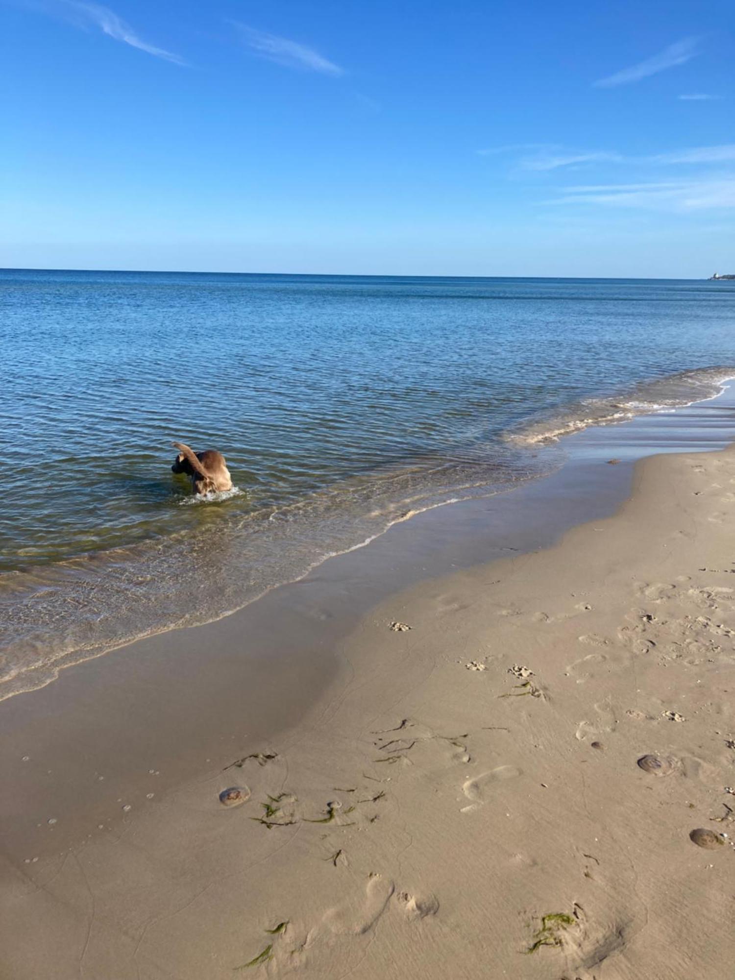 Reet Am Strand Mit Hund Karlshagen 外观 照片