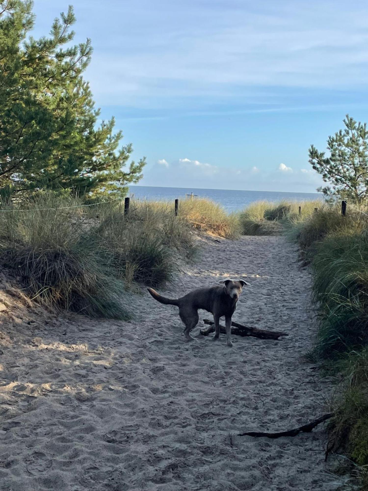 Reet Am Strand Mit Hund Karlshagen 外观 照片
